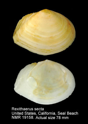 Rexithaerus secta.jpg - Rexithaerus secta(Conrad,1837)